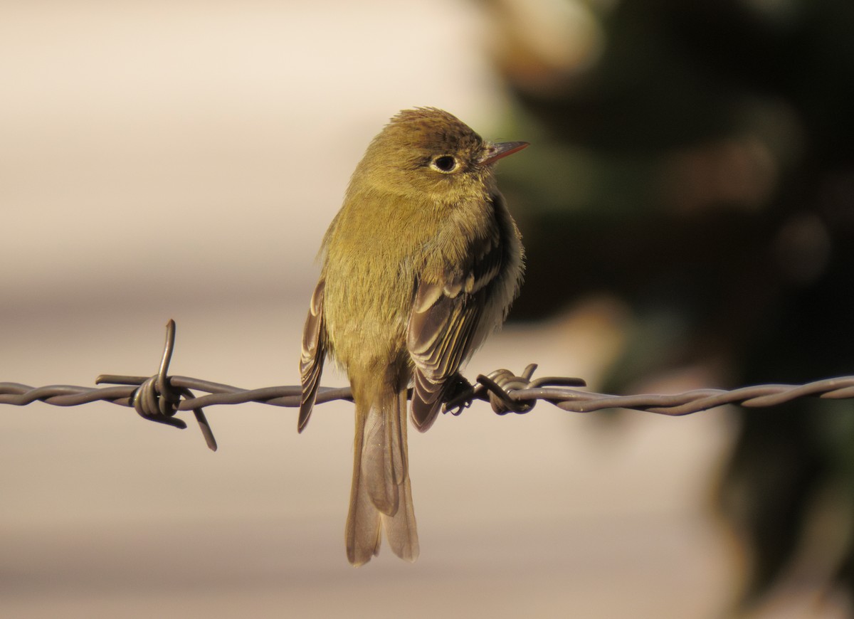 Western Flycatcher - ML613045946