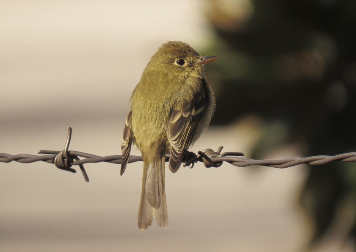 Western Flycatcher - ML613045947