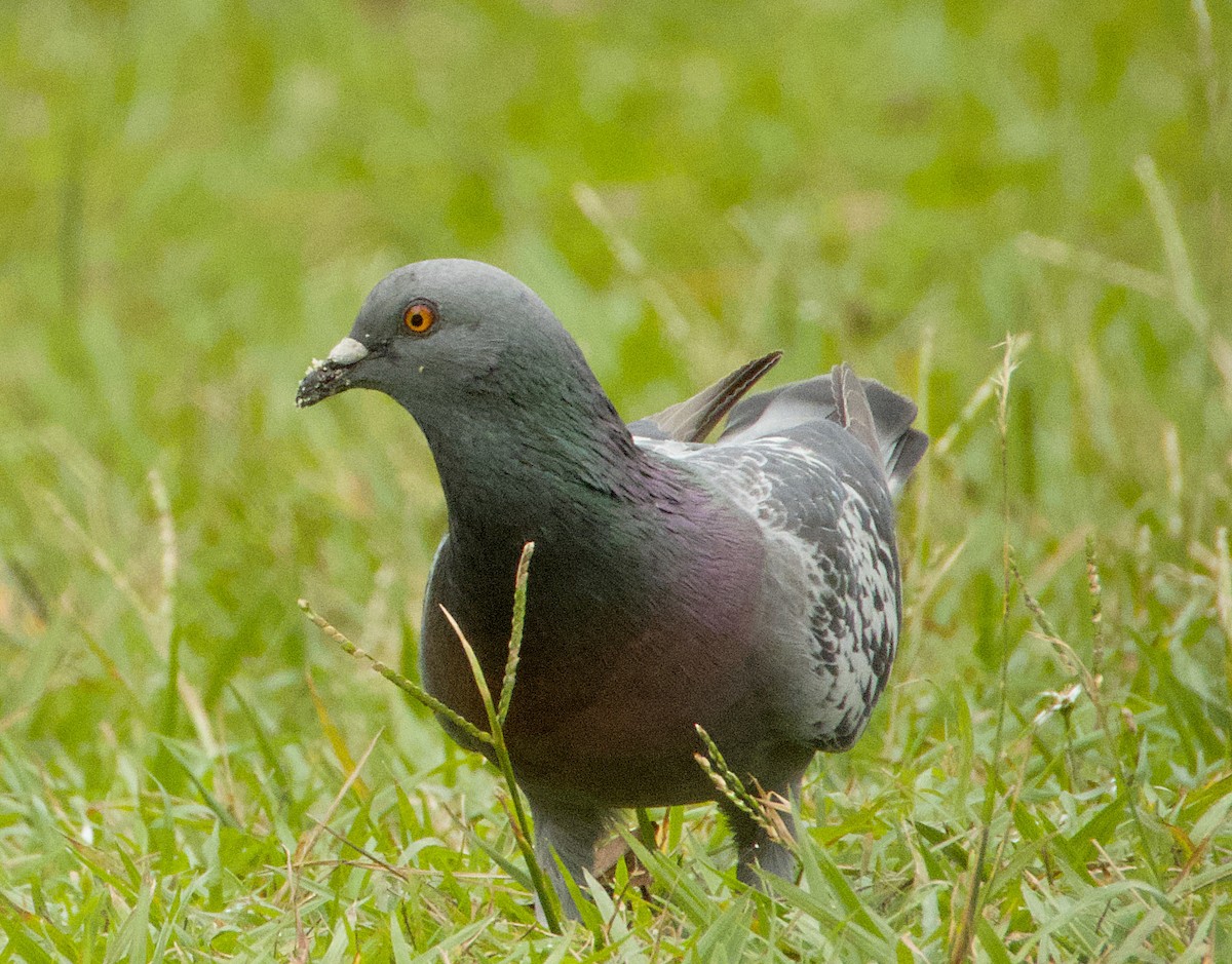 Rock Pigeon (Feral Pigeon) - ML613045999