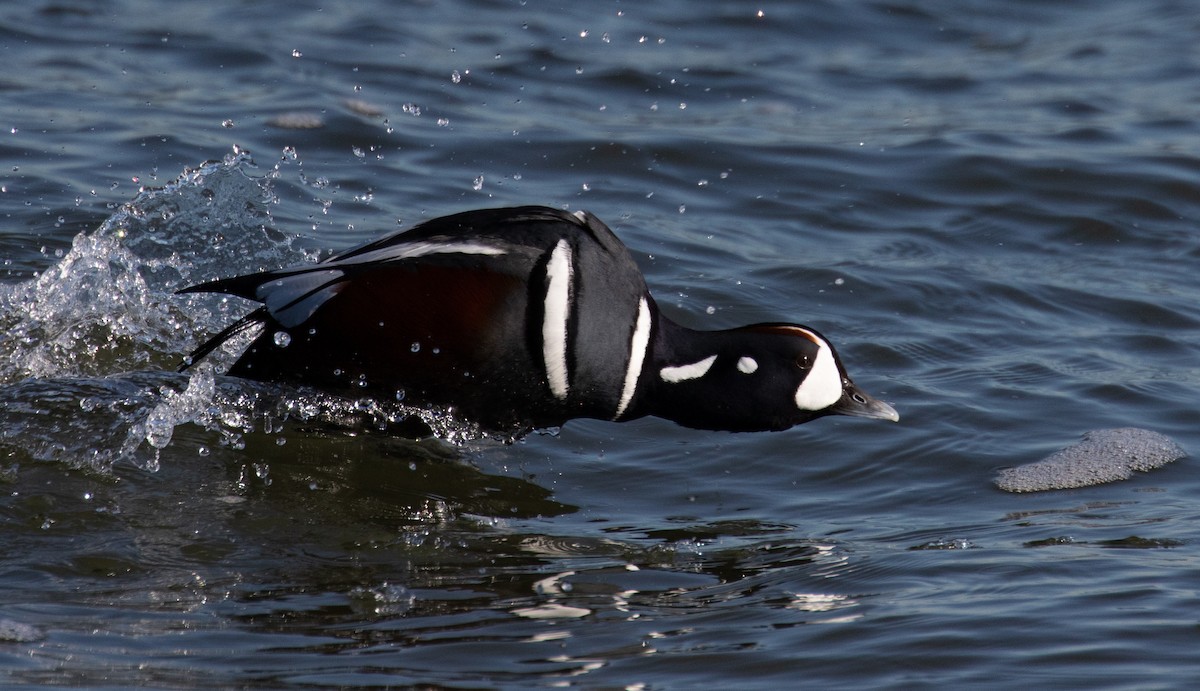 Harlequin Duck - Brad Vatrt