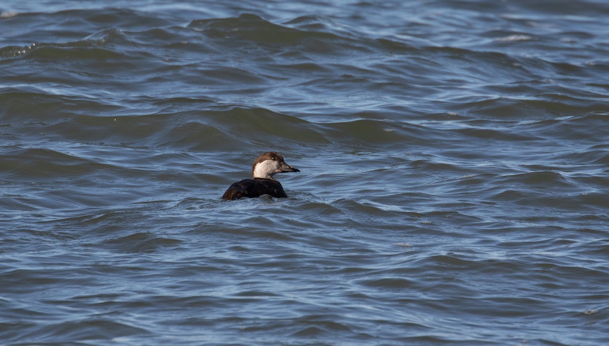 Black Scoter - ML613046055