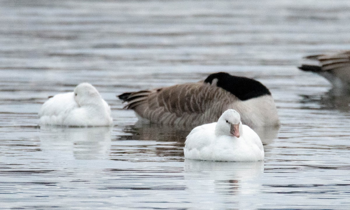 Ross's Goose - ML613046125