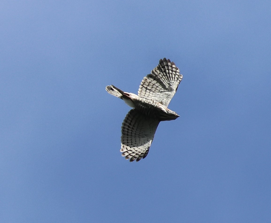 Crested Goshawk - ML613046179