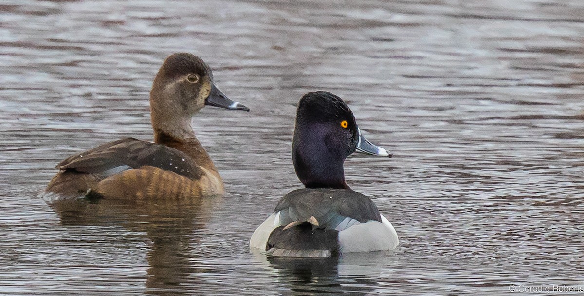 Ring-necked Duck - ML613046277