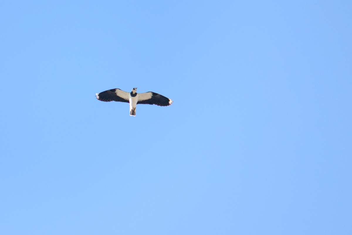 Northern Lapwing - ML613046281