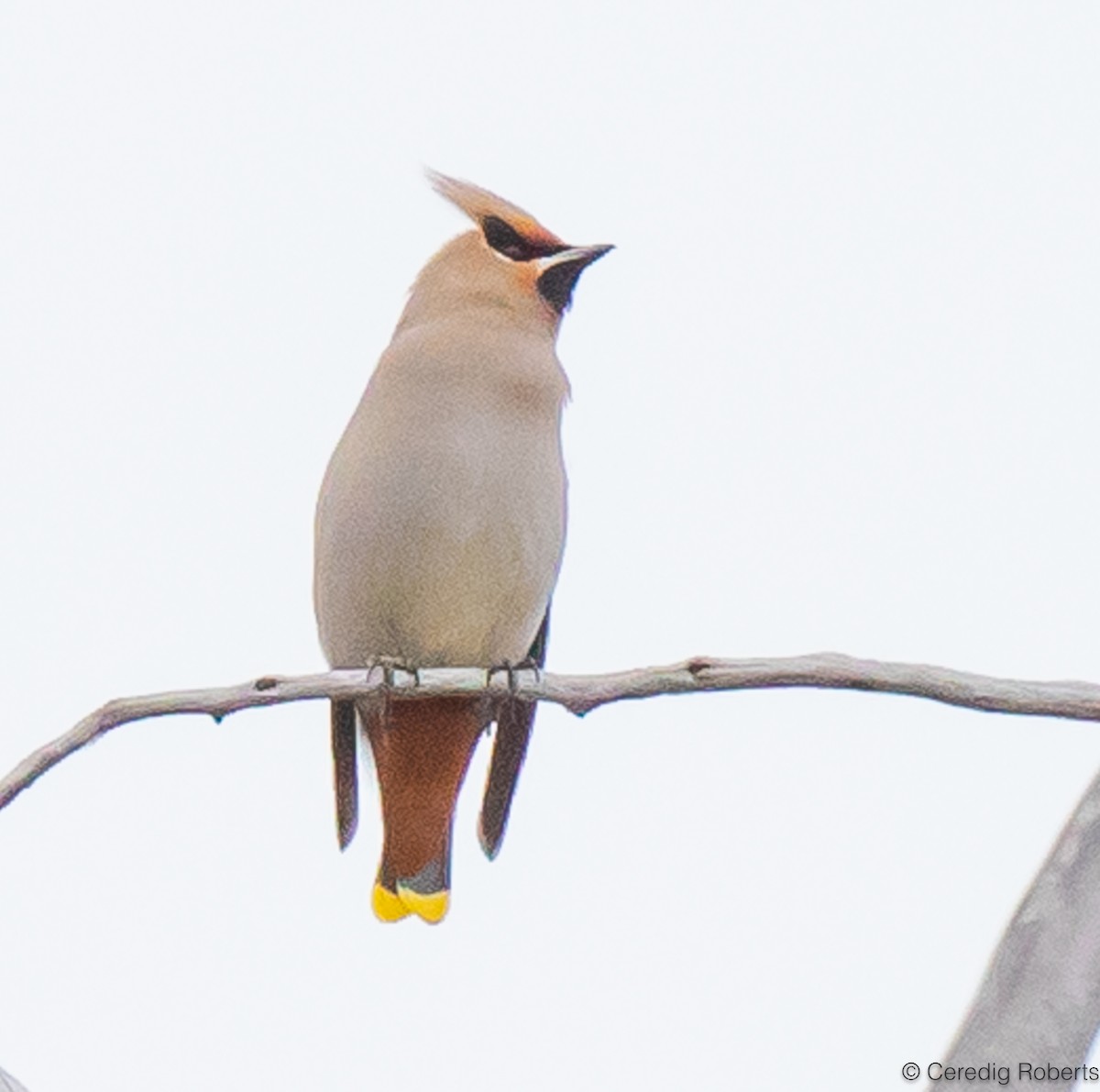 Bohemian Waxwing - ML613046283