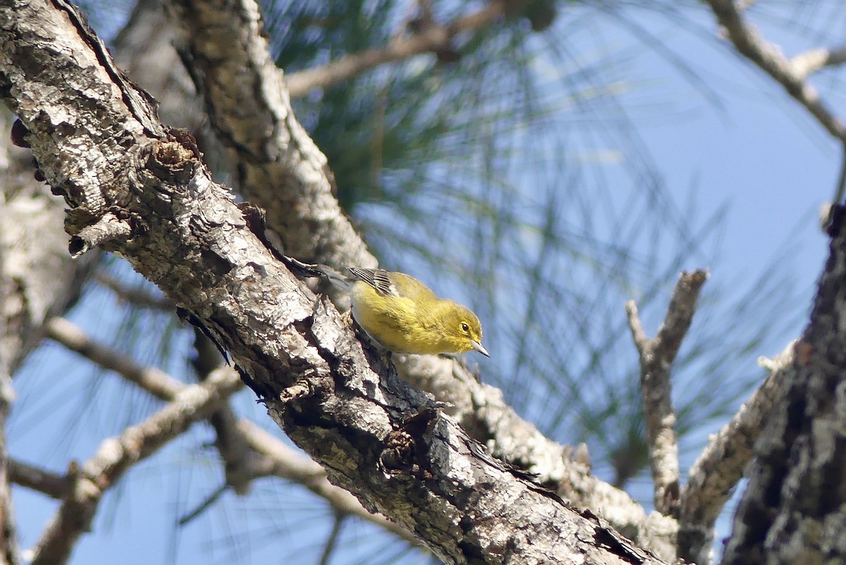 Pine Warbler - ML613046413