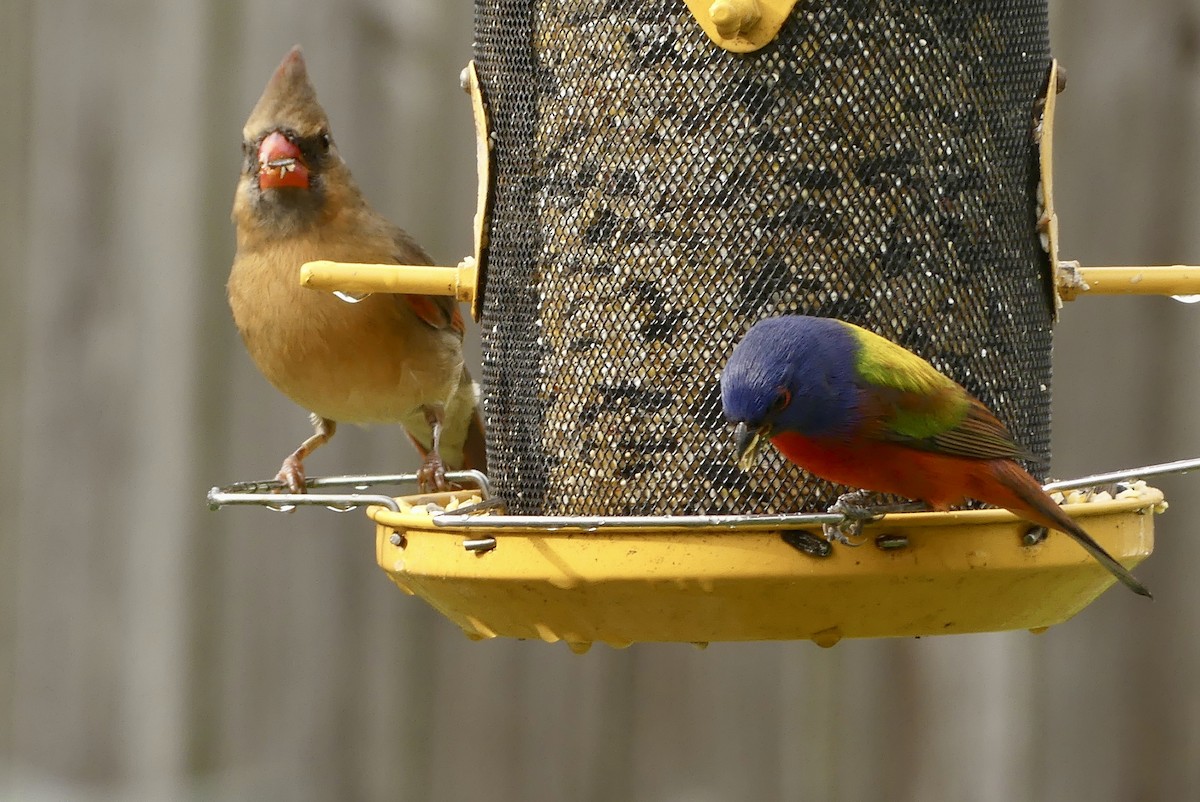 Painted Bunting - ML613046459
