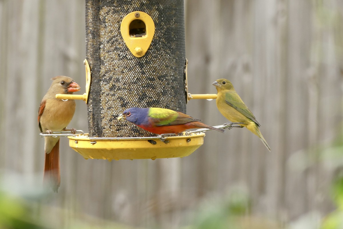 Painted Bunting - ML613046460