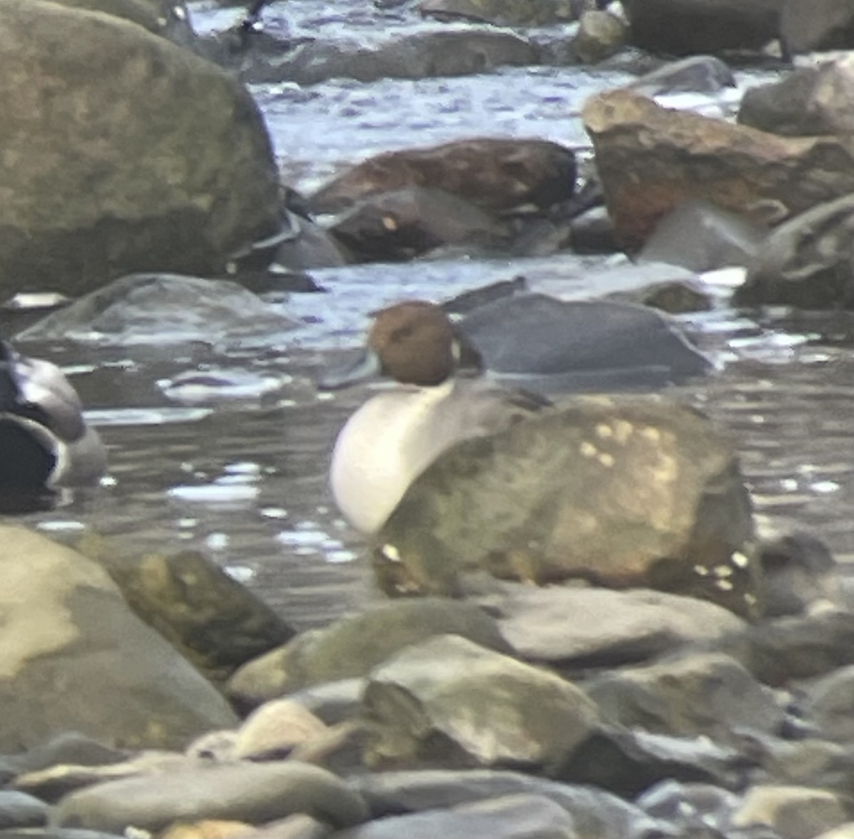 Northern Pintail - ML613046483