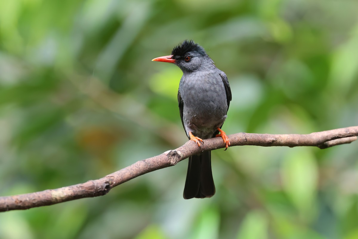 Square-tailed Bulbul - ML613046486