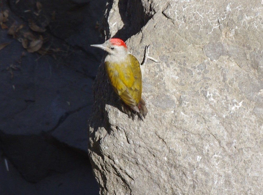 Mountain Gray Woodpecker - ML613046492