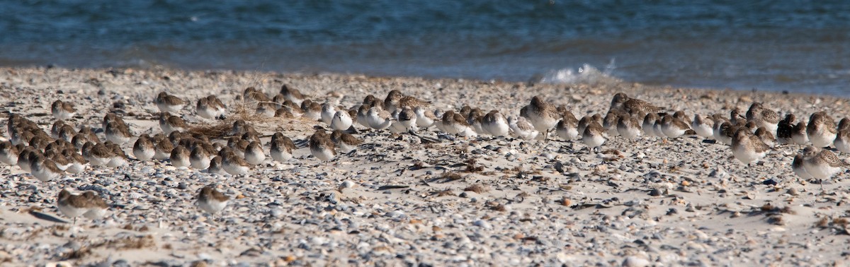 Dunlin - ML613046544