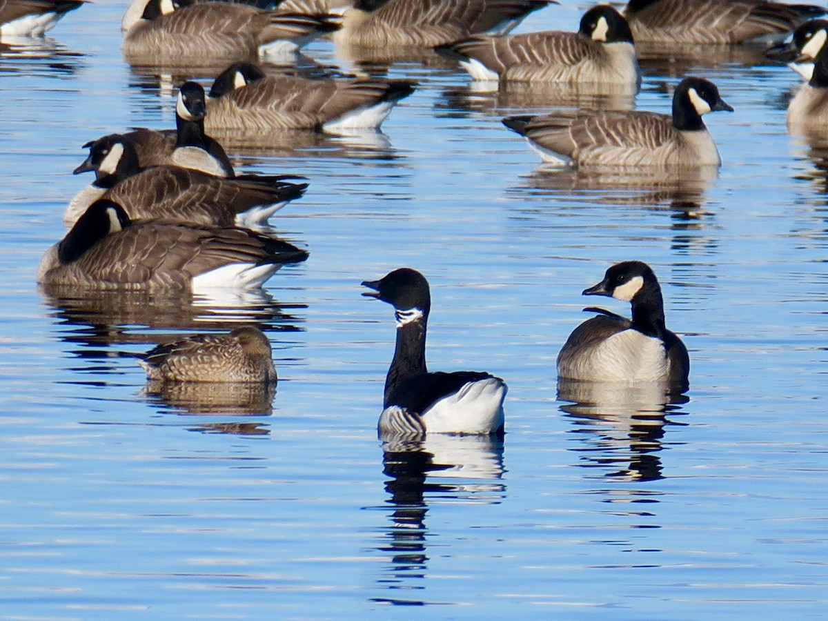 Brant - ML613046550