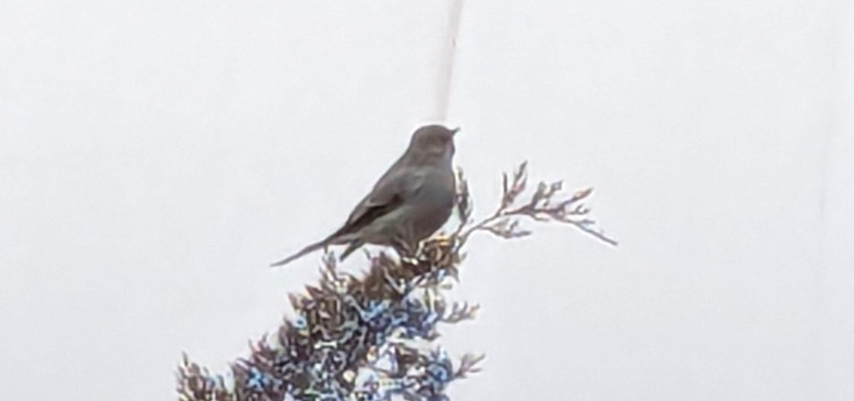 Townsend's Solitaire - Claudia J Egelhoff