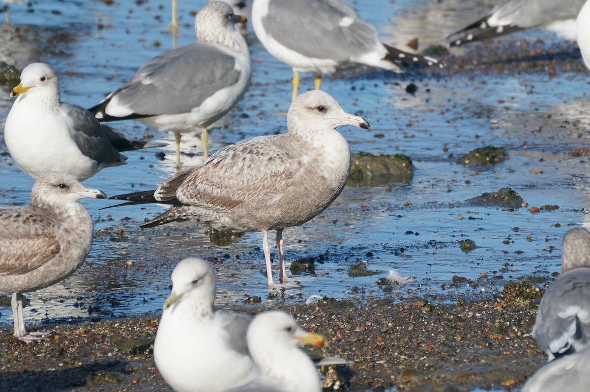 California Gull (albertaensis) - ML613046554