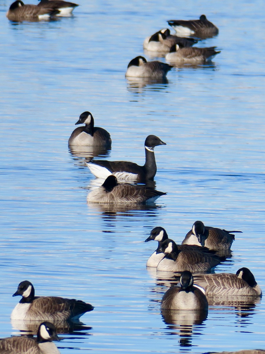 Brant - ML613046558