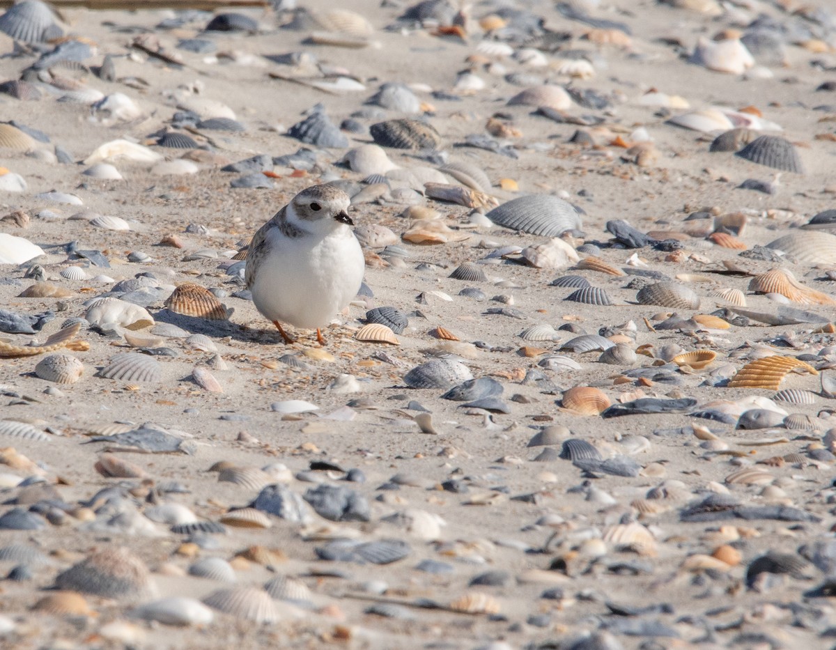 Piping Plover - ML613046607