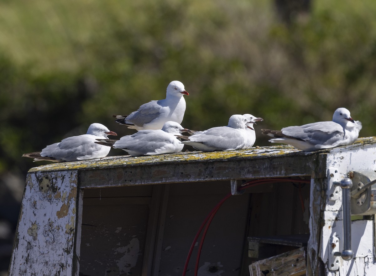 Silver Gull - Louise Thomas