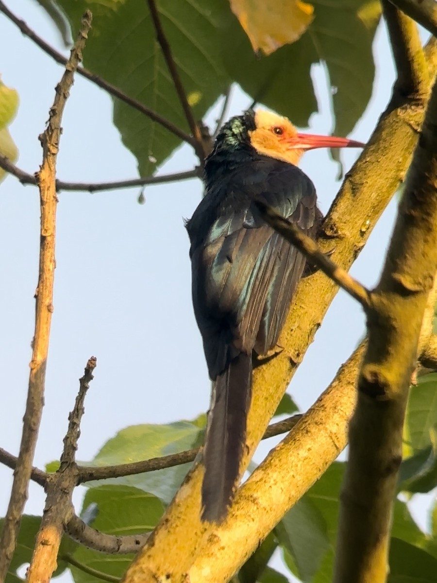 White-headed Woodhoopoe - ML613046663