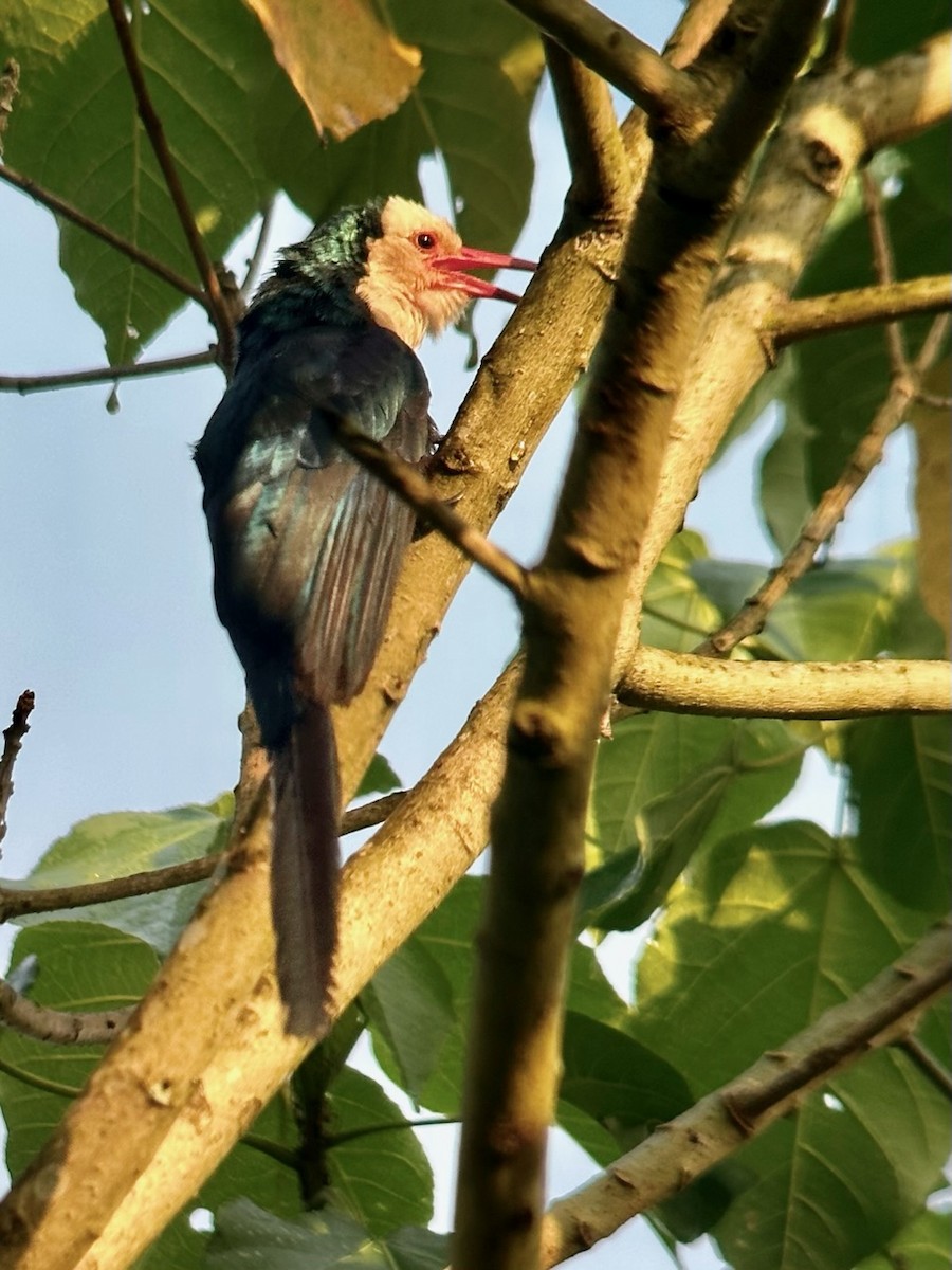 White-headed Woodhoopoe - ML613046677