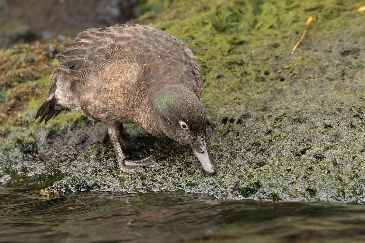 Campbell Islands Teal - Bradley Shields