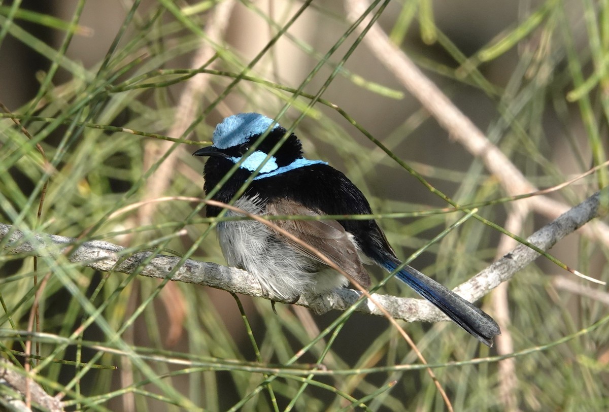 Superb Fairywren - Frank Burch