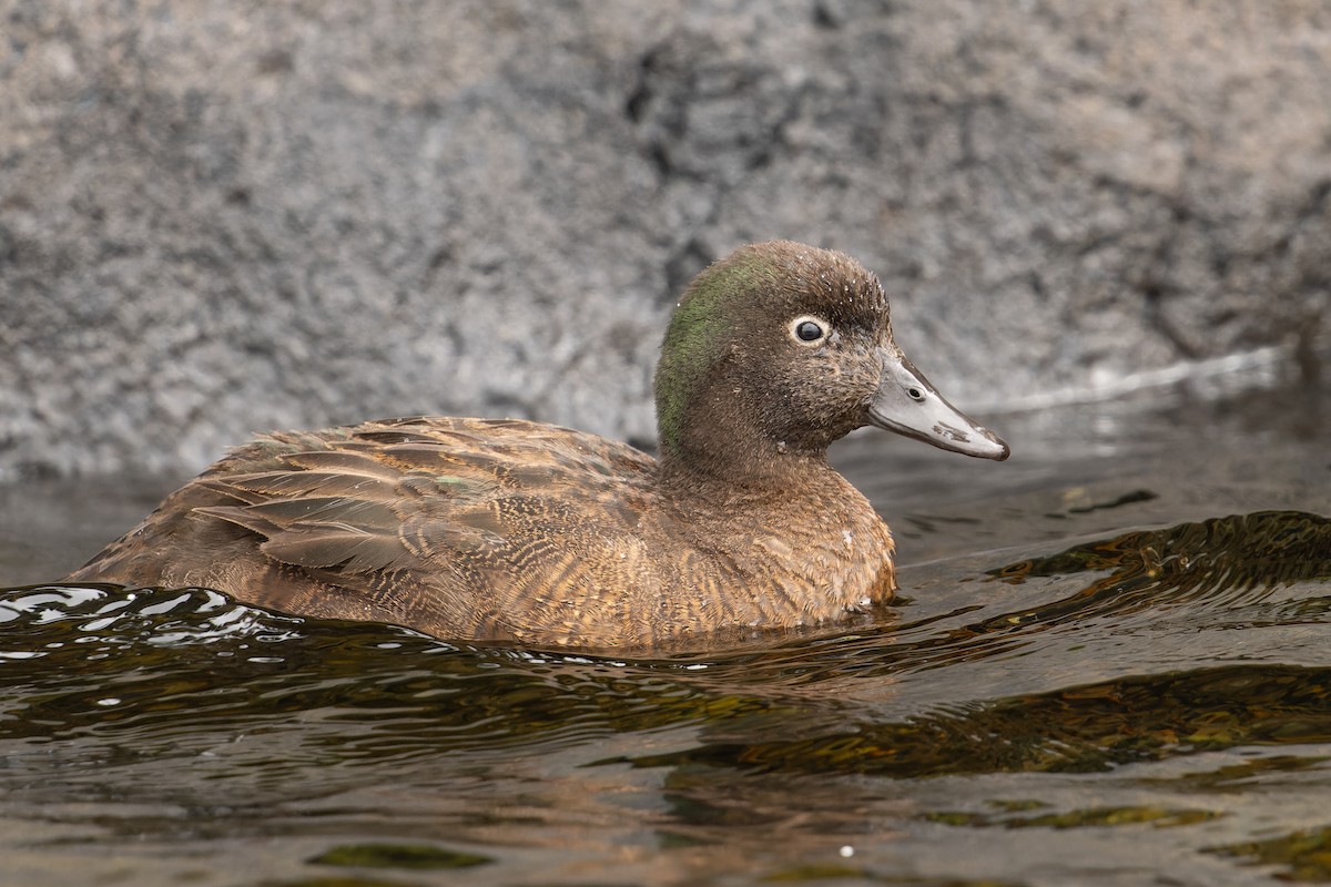 Campbell Islands Teal - Bradley Shields