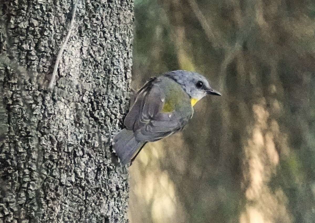 Eastern Yellow Robin - Frank Burch