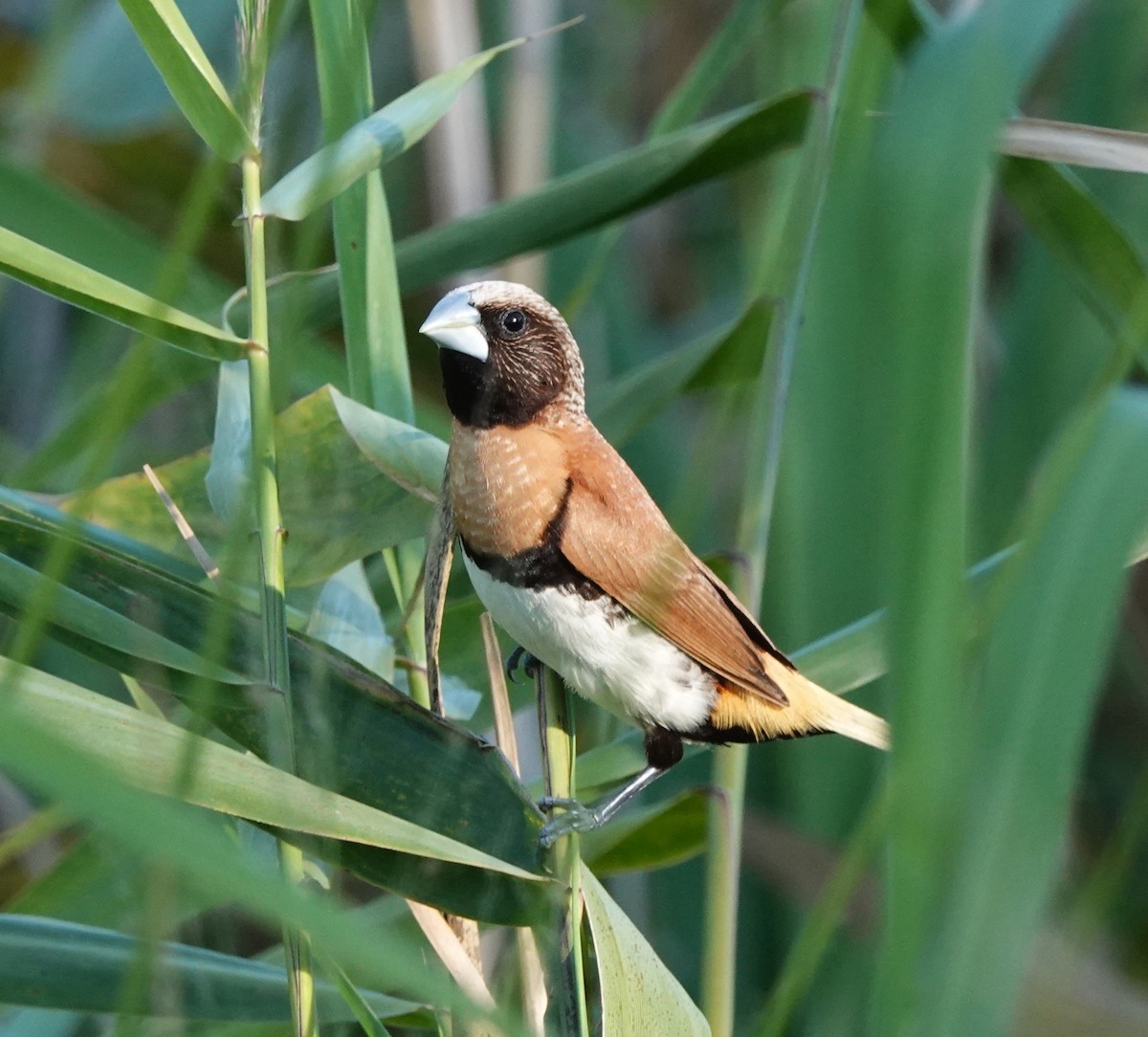 Chestnut-breasted Munia - Frank Burch