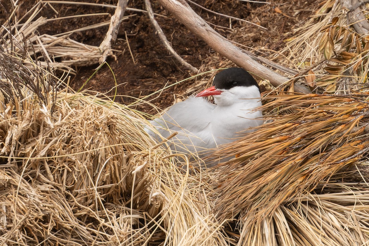 Antarctic Tern - ML613046748