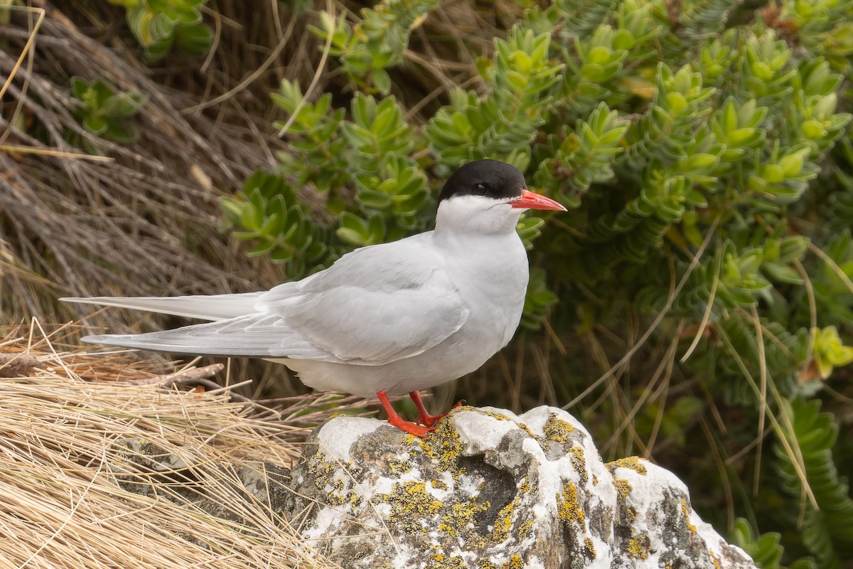 Antarctic Tern - ML613046750