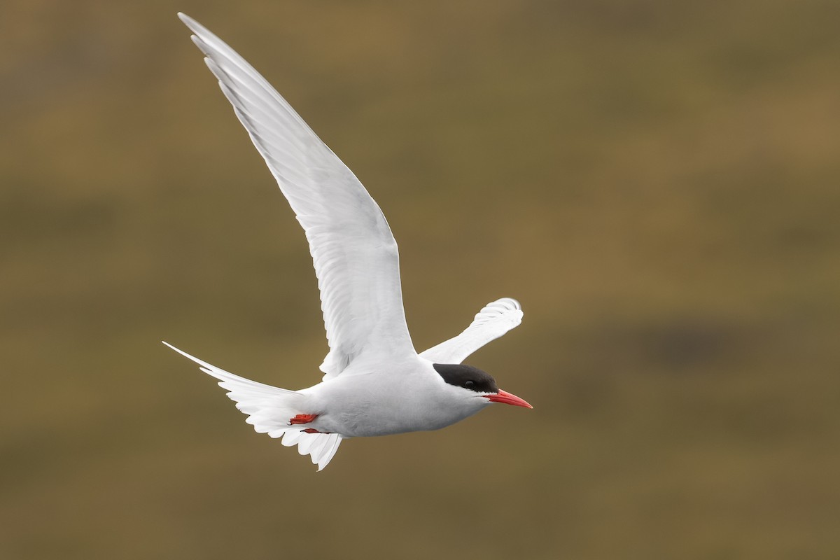 Antarctic Tern - ML613046751