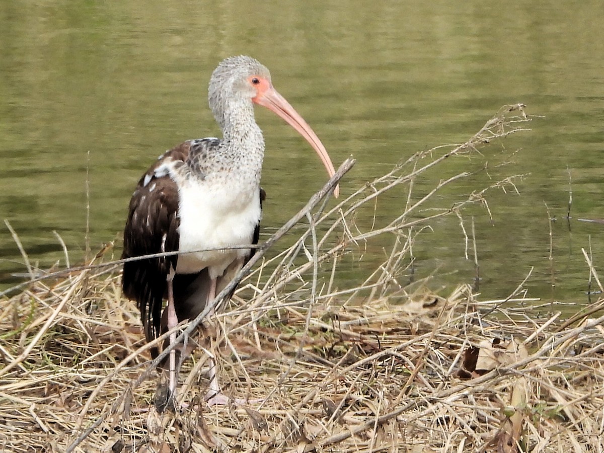 White Ibis - ML613046801