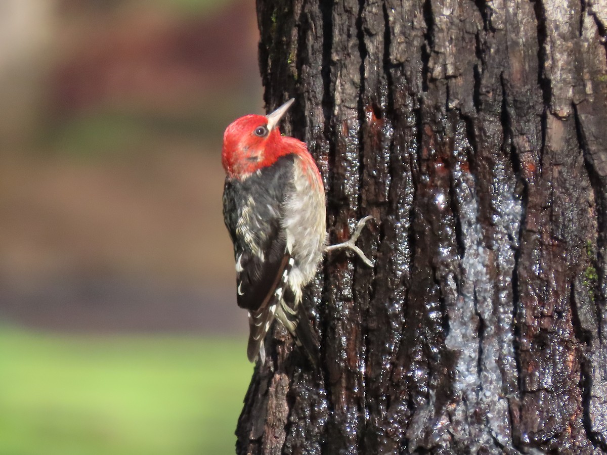 Red-breasted Sapsucker - ML613046836