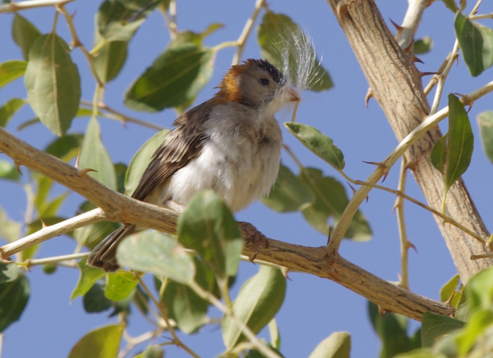 Speckle-fronted Weaver - ML613046924