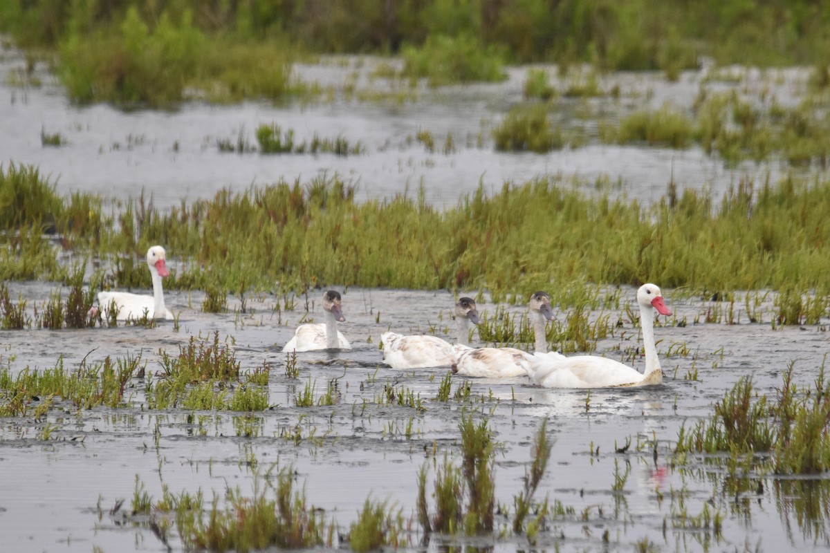 Coscoroba Swan - ML613046940