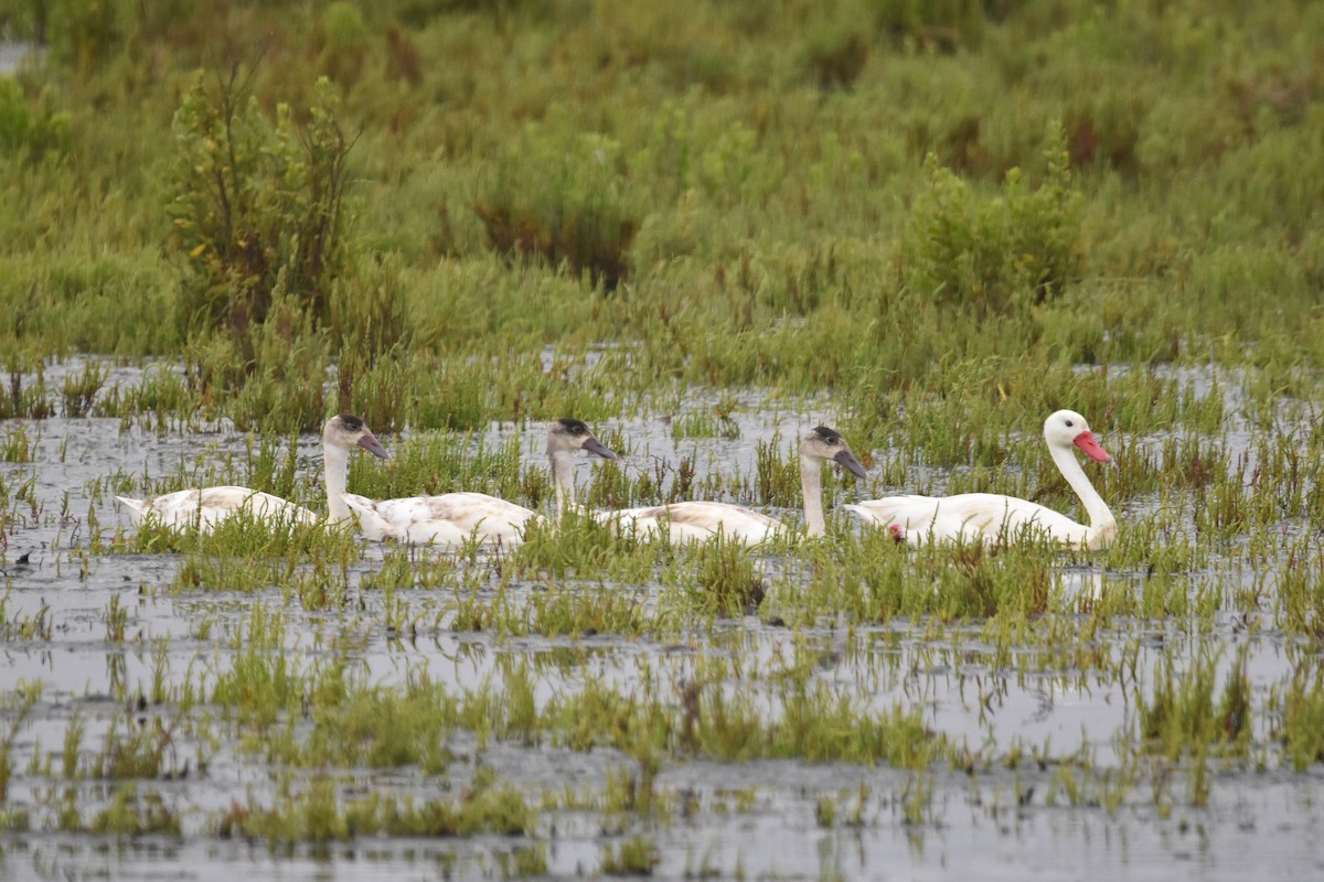 Coscoroba Swan - ML613046941