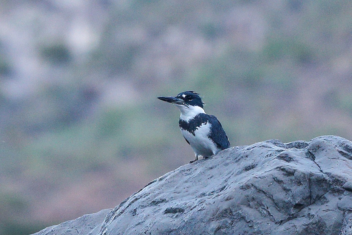 Belted Kingfisher - Gerardo Marrón