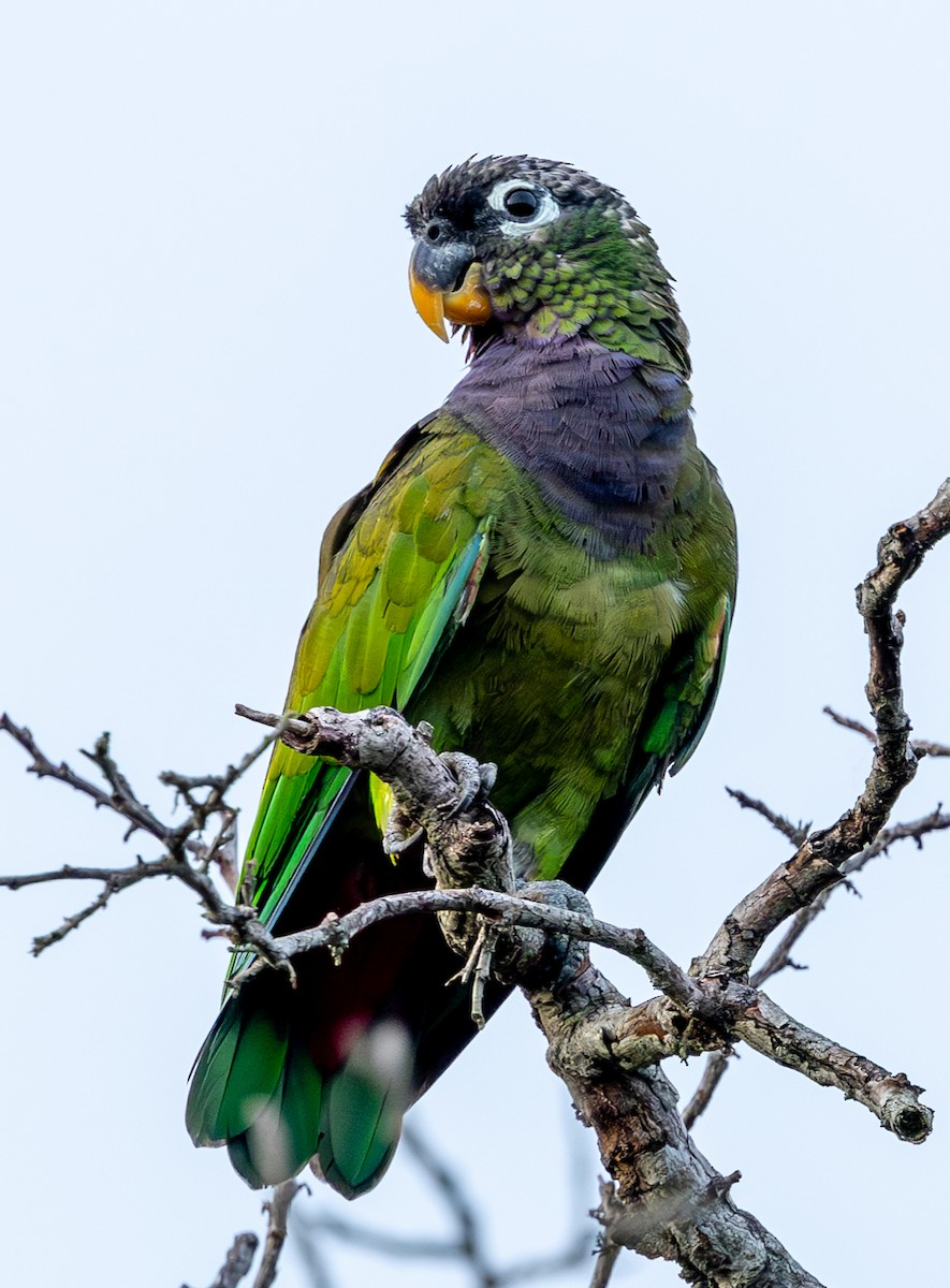 Scaly-headed Parrot - ML613047042