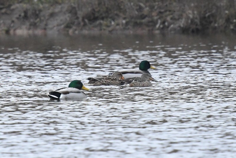 Northern Shoveler - ML613047055