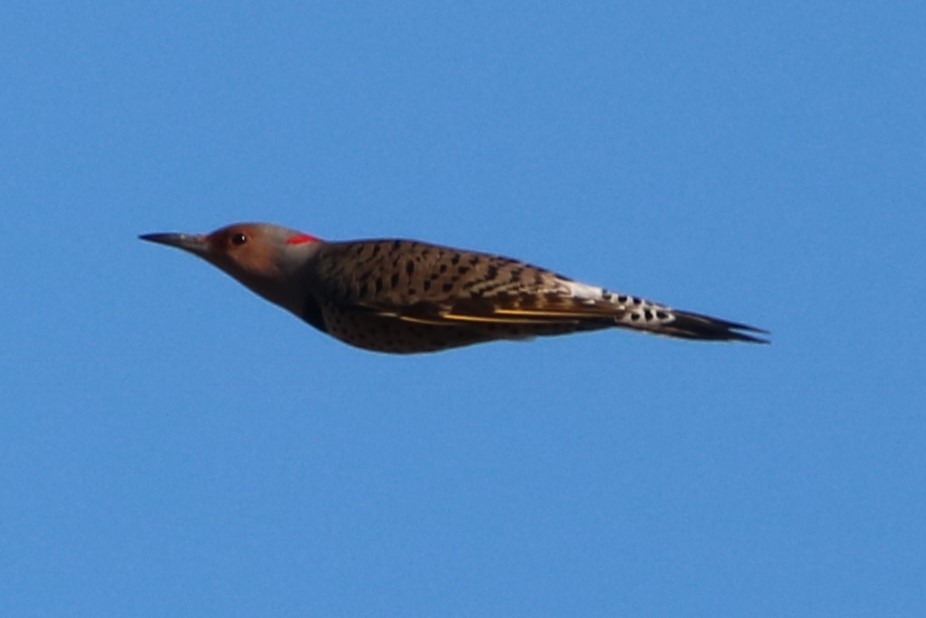 Northern Flicker (Yellow-shafted) - Steve Myers