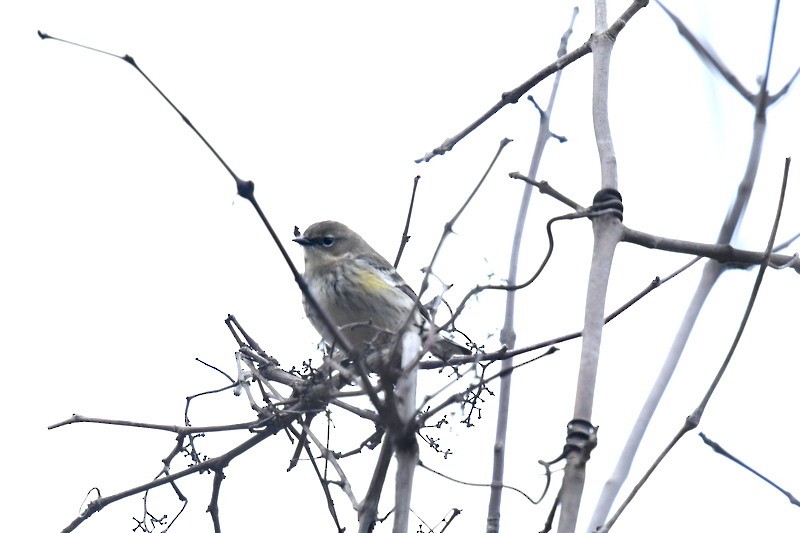 Yellow-rumped Warbler - ML613047082