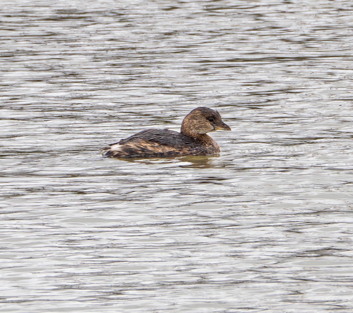 Pied-billed Grebe - ML613047099