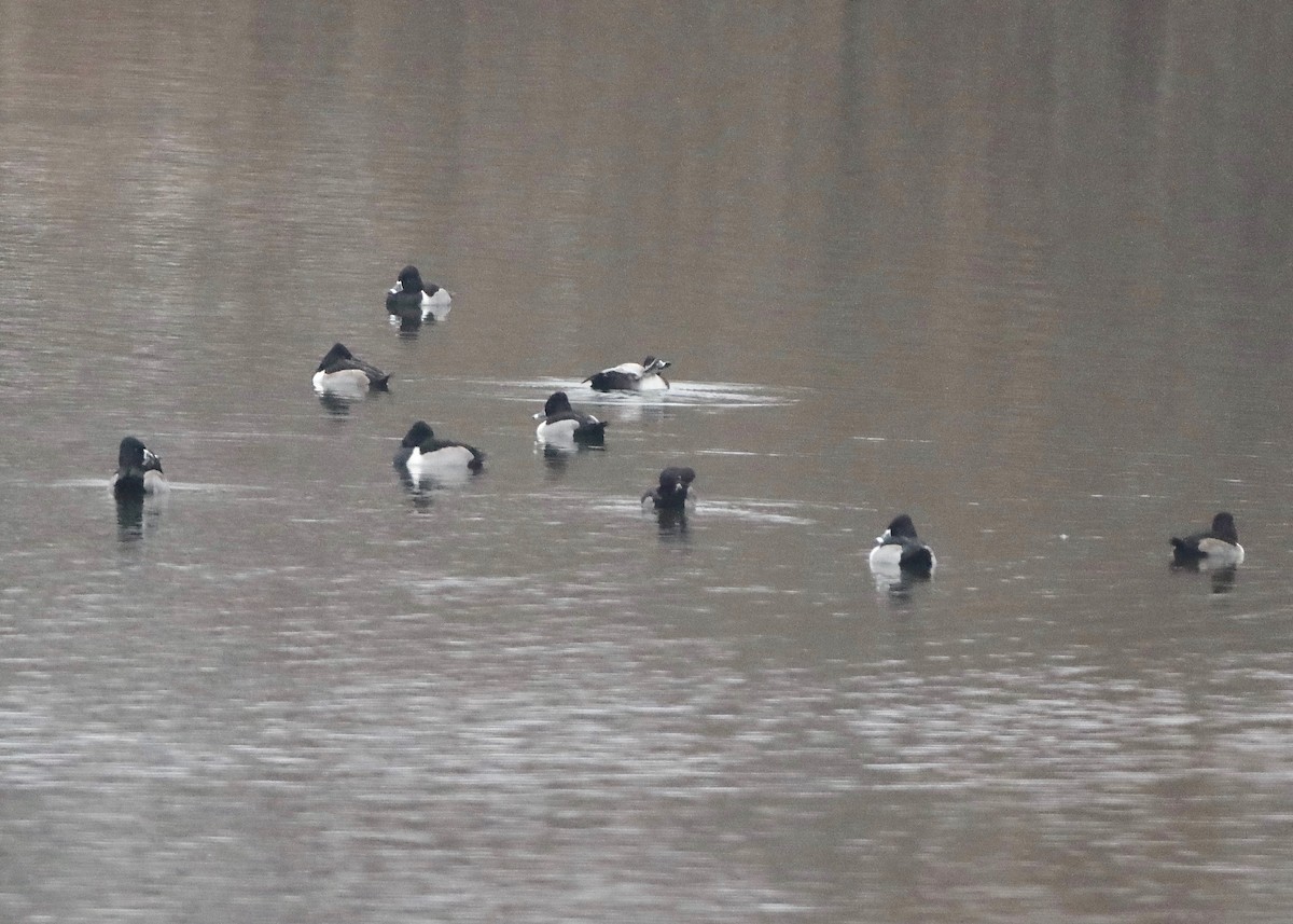 Ring-necked Duck - ML613047110