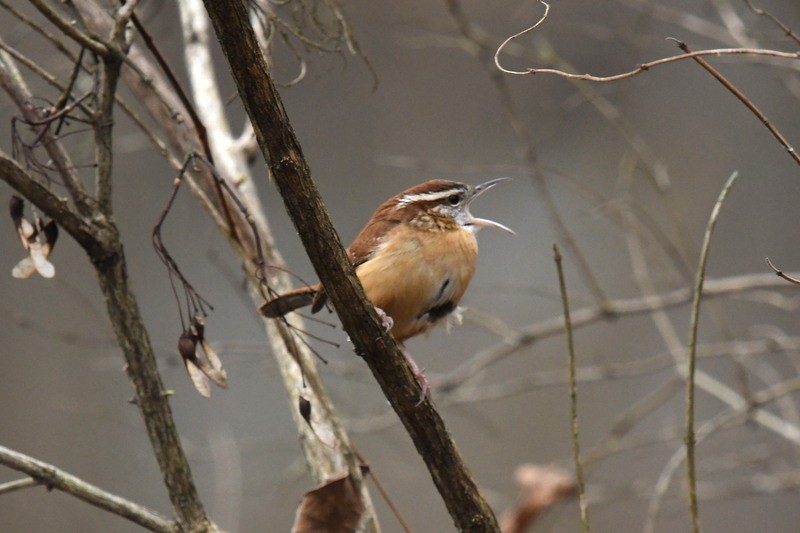 Carolina Wren - ML613047112