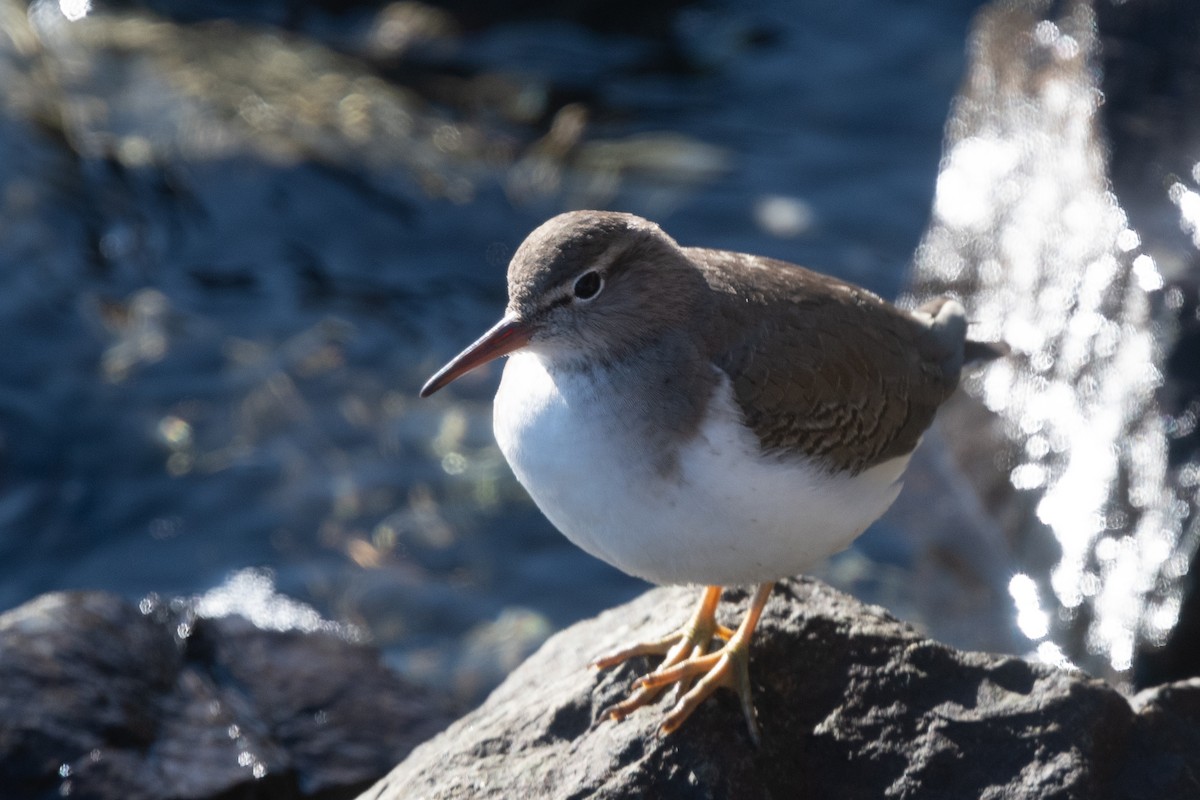 Spotted Sandpiper - ML613047121