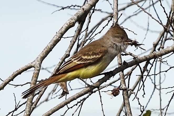 Ash-throated Flycatcher - ML613047141