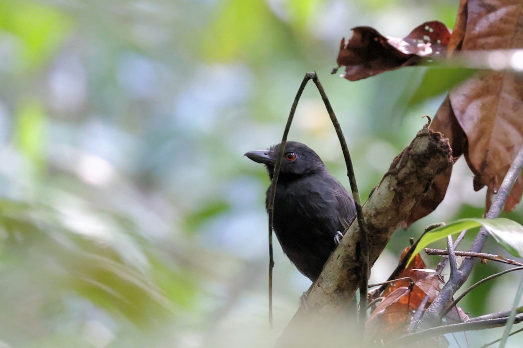 Black-throated Antshrike - ML613047146