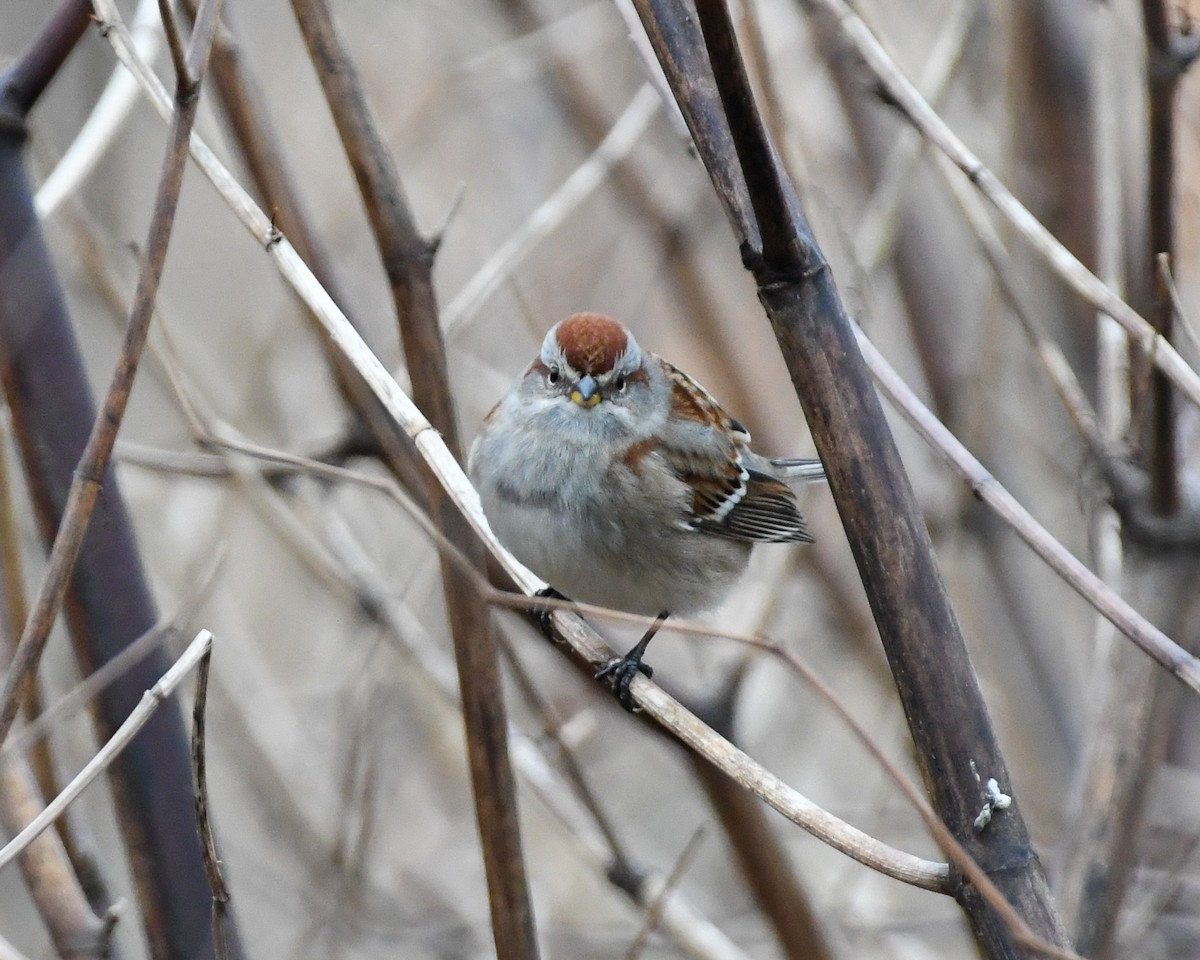 American Tree Sparrow - ML613047271